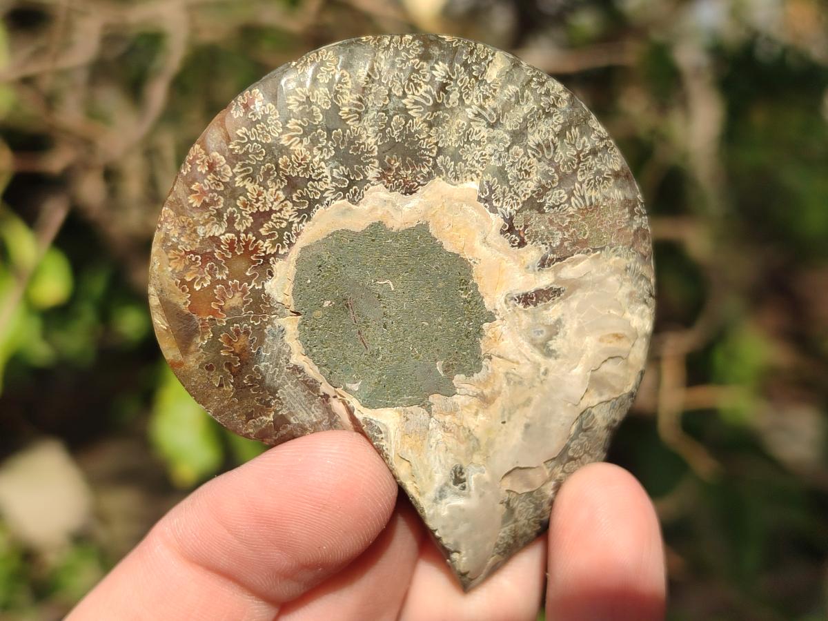 Polished Cleoniceras Ammonite Fossil Pairs x 12 From Tulear, Madagascar - Toprock Gemstones and Minerals 