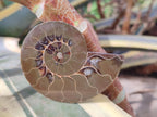 Polished Cleoniceras Ammonite Fossil Pairs x 12 From Tulear, Madagascar - Toprock Gemstones and Minerals 