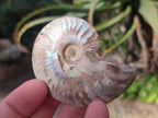 Polished Cleoniceras Ammonite Fossil Pairs x 12 From Tulear, Madagascar - Toprock Gemstones and Minerals 