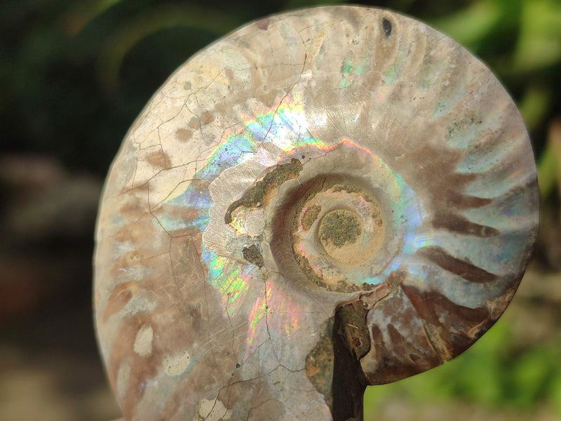 Polished Cleoniceras Ammonite Fossil Pairs x 12 From Tulear, Madagascar - Toprock Gemstones and Minerals 