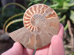 Polished Cleoniceras Ammonite Fossil Pairs x 12 From Tulear, Madagascar - Toprock Gemstones and Minerals 