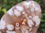 Polished Flower Agate Standing Display Pieces x 6 From Antsahalova, Madagascar - Toprock Gemstones and Minerals 
