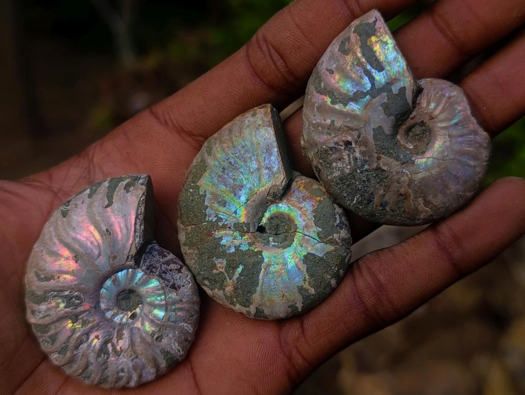 Natural Whole Cleoniceras Ammonite Fossils With Iridescent Ammolite Shells x 20 From Maintirano, Madagascar - Toprock Gemstones and Minerals 