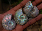 Natural Whole Cleoniceras Ammonite Fossils With Iridescent Ammolite Shells x 20 From Maintirano, Madagascar - Toprock Gemstones and Minerals 