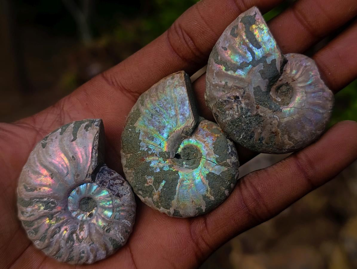 Natural Whole Cleoniceras Ammonite Fossils With Iridescent Ammolite Shells x 20 From Maintirano, Madagascar - Toprock Gemstones and Minerals 