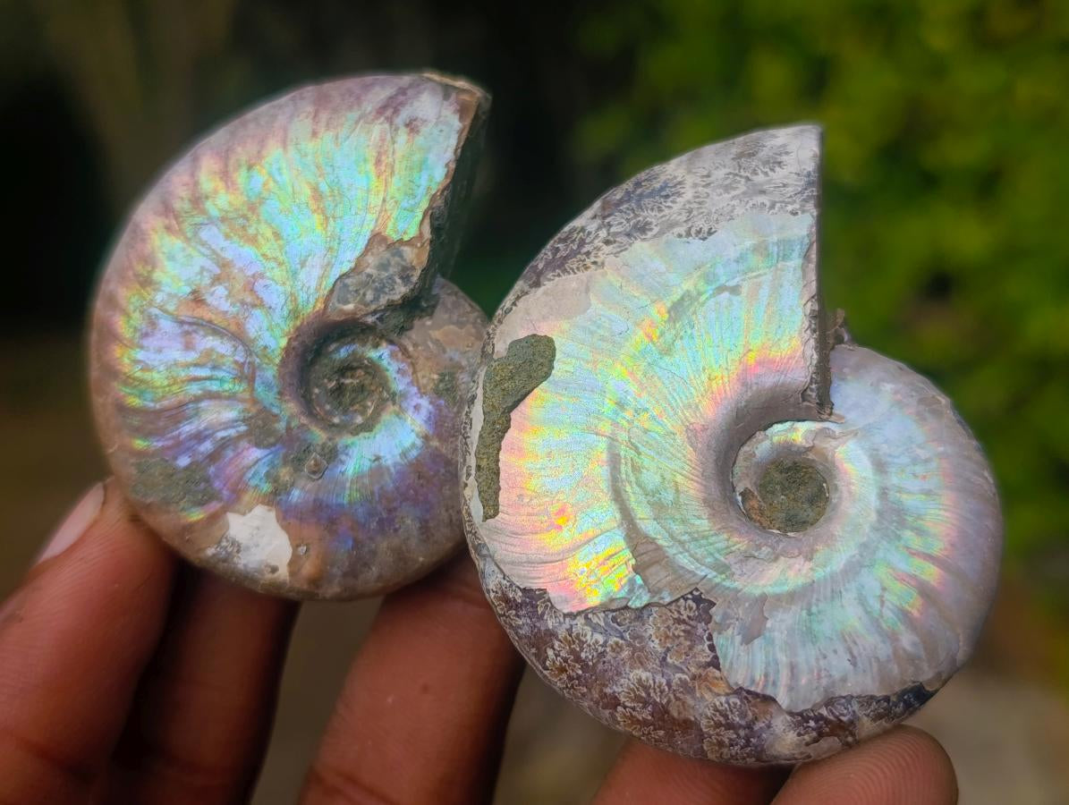 Natural Whole Cleoniceras Ammonite Fossils With Iridescent Ammolite Shells x 20 From Maintirano, Madagascar - Toprock Gemstones and Minerals 