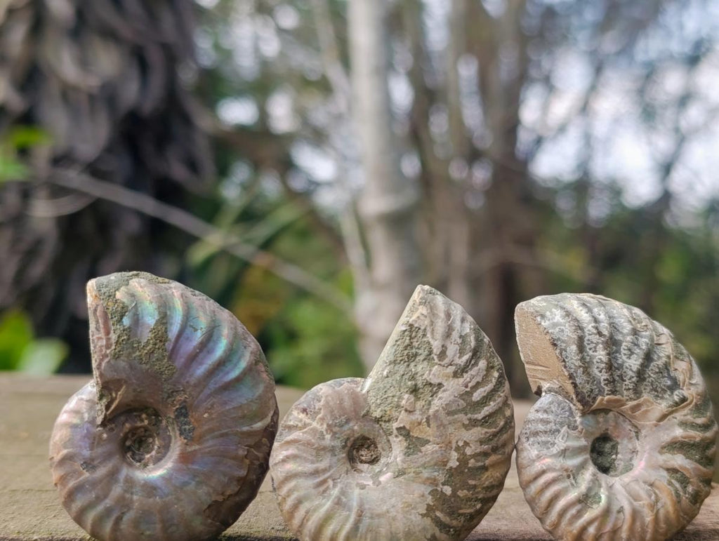 Natural Whole Cleoniceras Ammonite Fossils With Iridescent Ammolite Shells x 20 From Maintirano, Madagascar - Toprock Gemstones and Minerals 