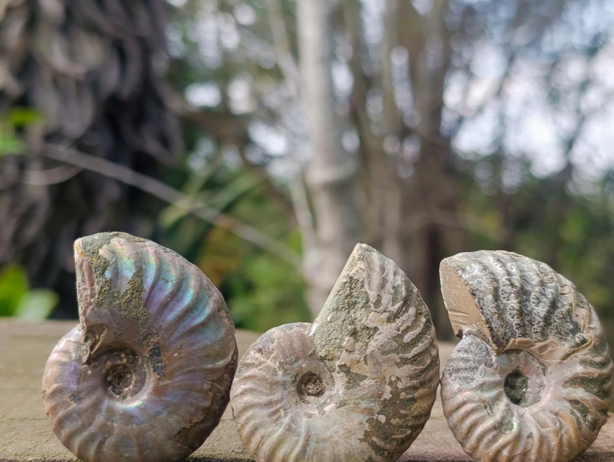 Natural Whole Cleoniceras Ammonite Fossils With Iridescent Ammolite Shells x 20 From Maintirano, Madagascar - Toprock Gemstones and Minerals 