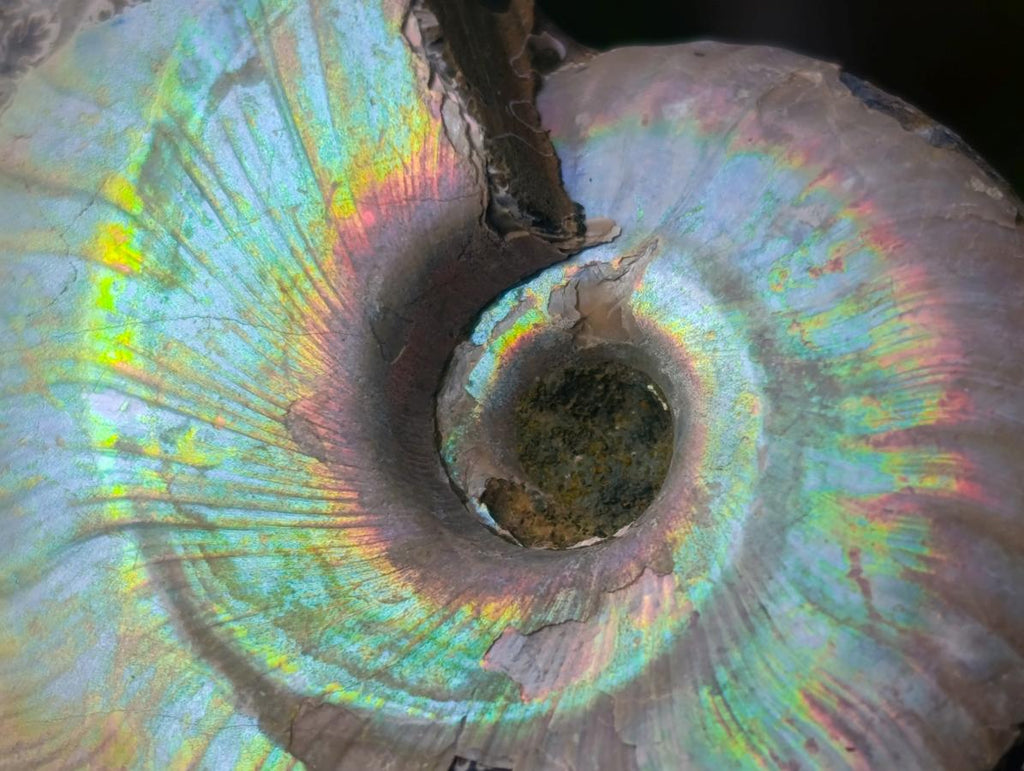 Natural Whole Cleoniceras Ammonite Fossils With Iridescent Ammolite Shells x 20 From Maintirano, Madagascar - Toprock Gemstones and Minerals 