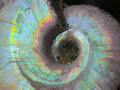 Natural Whole Cleoniceras Ammonite Fossils With Iridescent Ammolite Shells x 20 From Maintirano, Madagascar - Toprock Gemstones and Minerals 
