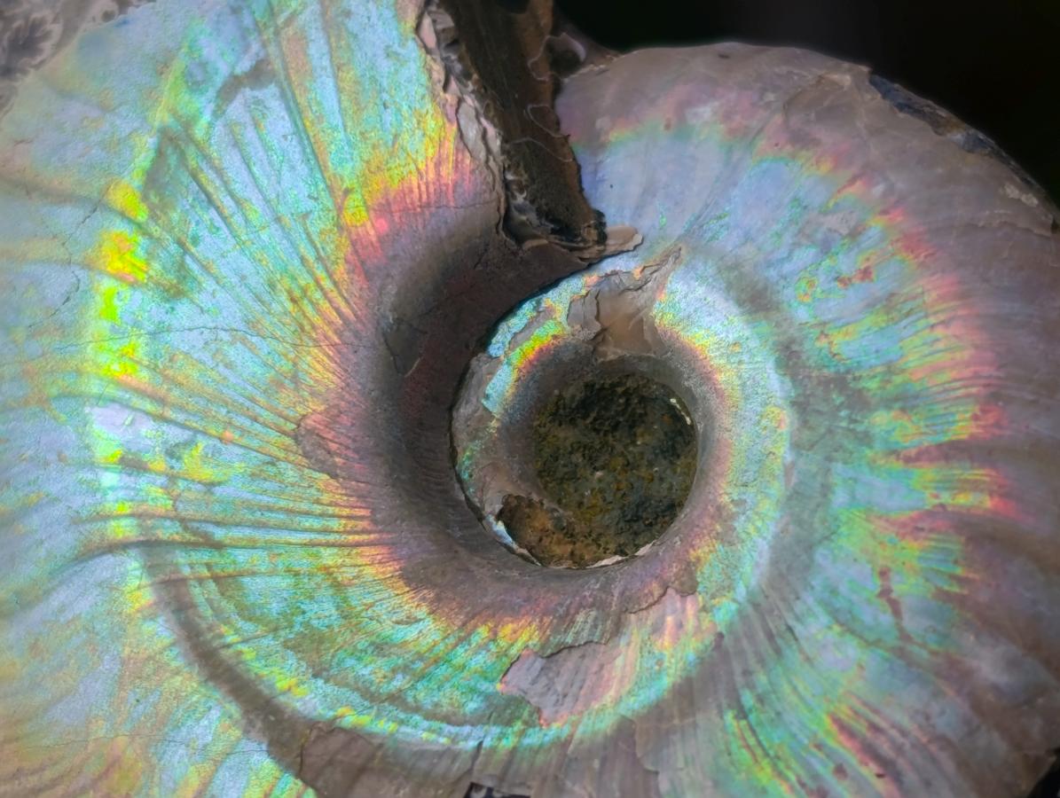 Natural Whole Cleoniceras Ammonite Fossils With Iridescent Ammolite Shells x 20 From Maintirano, Madagascar - Toprock Gemstones and Minerals 