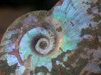 Natural Whole Cleoniceras Ammonite Fossils With Iridescent Ammolite Shells x 20 From Maintirano, Madagascar - Toprock Gemstones and Minerals 