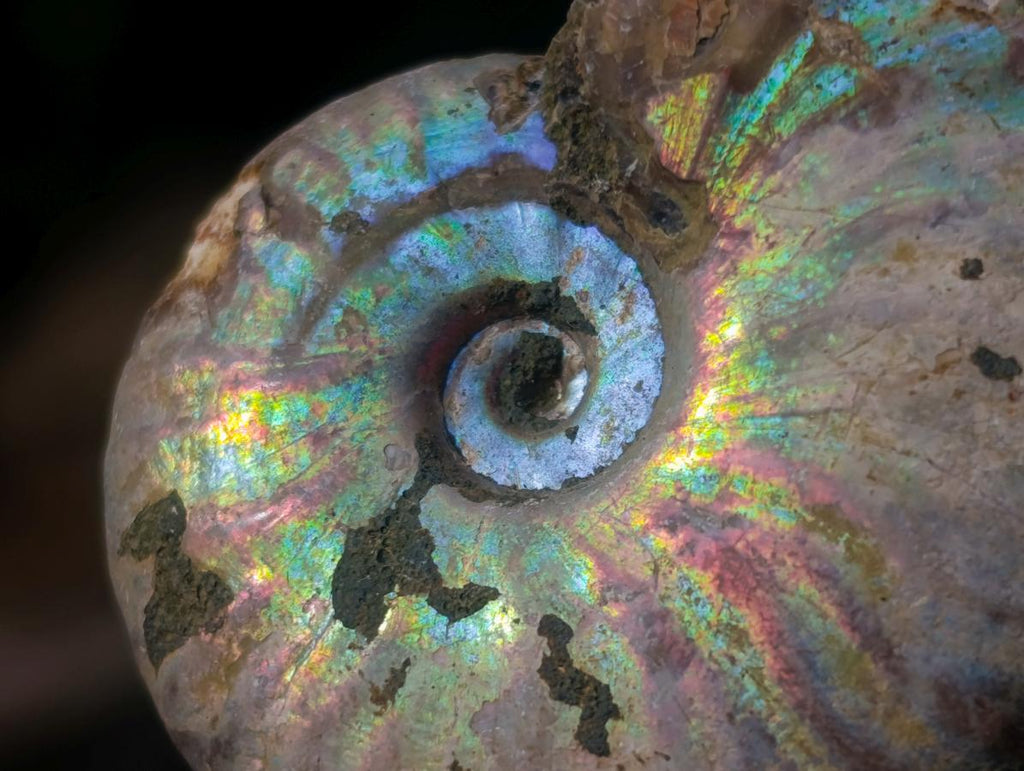 Natural Whole Cleoniceras Ammonite Fossils With Iridescent Ammolite Shells x 20 From Maintirano, Madagascar - Toprock Gemstones and Minerals 