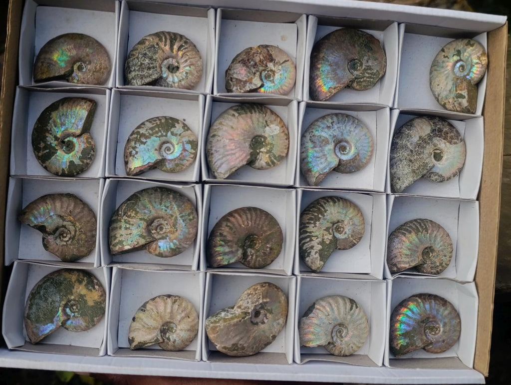 Natural Whole Cleoniceras Ammonite Fossils With Iridescent Ammolite Shells x 20 From Maintirano, Madagascar - Toprock Gemstones and Minerals 