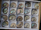 Natural Whole Cleoniceras Ammonite Fossils With Iridescent Ammolite Shells x 20 From Maintirano, Madagascar - Toprock Gemstones and Minerals 