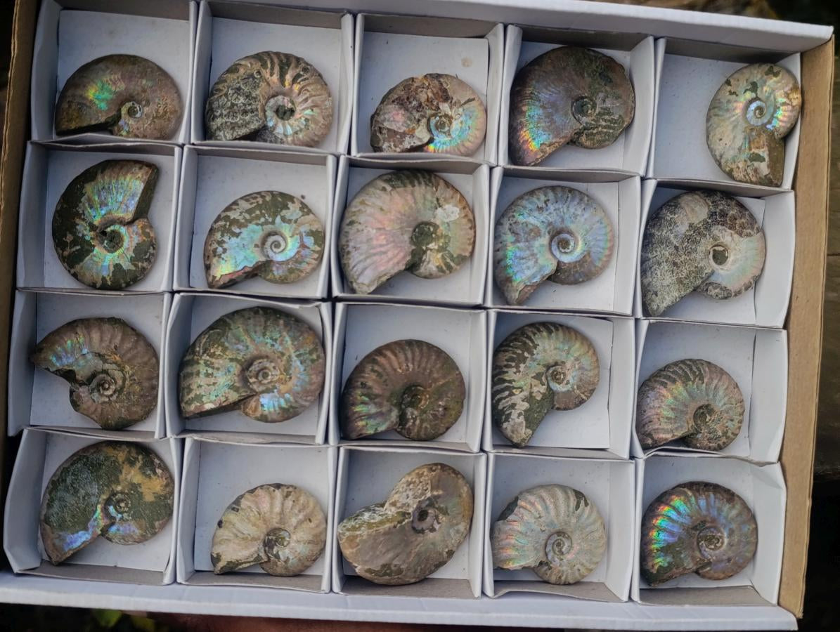 Natural Whole Cleoniceras Ammonite Fossils With Iridescent Ammolite Shells x 20 From Maintirano, Madagascar - Toprock Gemstones and Minerals 