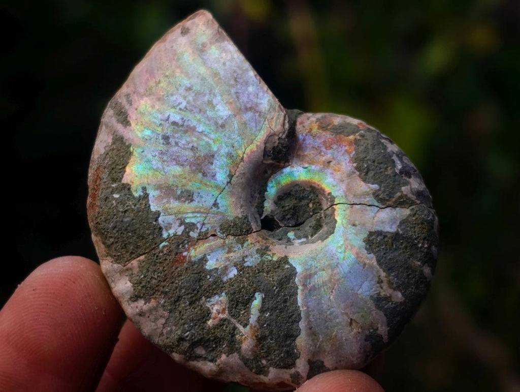 Natural Whole Cleoniceras Ammonite Fossils With Iridescent Ammolite Shells x 20 From Maintirano, Madagascar - Toprock Gemstones and Minerals 