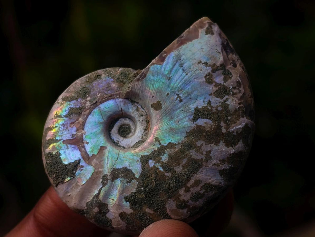 Natural Whole Cleoniceras Ammonite Fossils With Iridescent Ammolite Shells x 20 From Maintirano, Madagascar - Toprock Gemstones and Minerals 