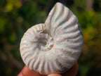Natural Whole Cleoniceras Ammonite Fossils With Iridescent Ammolite Shells x 20 From Maintirano, Madagascar - Toprock Gemstones and Minerals 