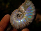 Natural Whole Cleoniceras Ammonite Fossils With Iridescent Ammolite Shells x 20 From Maintirano, Madagascar - Toprock Gemstones and Minerals 