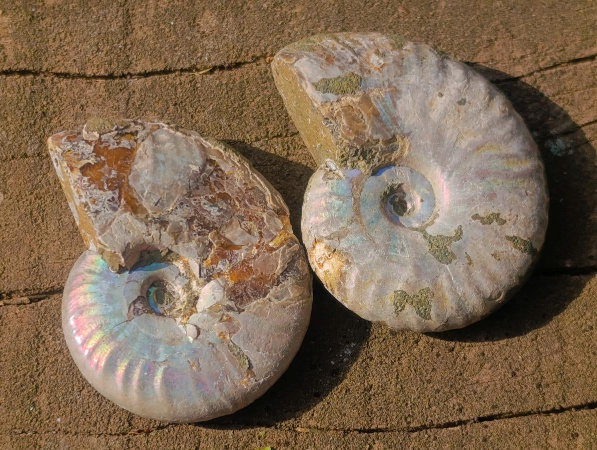 Natural Whole Cleoniceras Ammonite Fossils With Iridescent Ammolite Shells x 20 From Maintirano, Madagascar - Toprock Gemstones and Minerals 