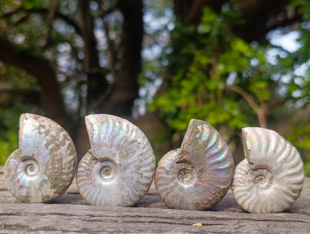 Natural Whole Cleoniceras Ammonite Fossils With Iridescent Ammolite Shells x 20 From Maintirano, Madagascar - Toprock Gemstones and Minerals 