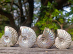 Natural Whole Cleoniceras Ammonite Fossils With Iridescent Ammolite Shells x 20 From Maintirano, Madagascar - Toprock Gemstones and Minerals 