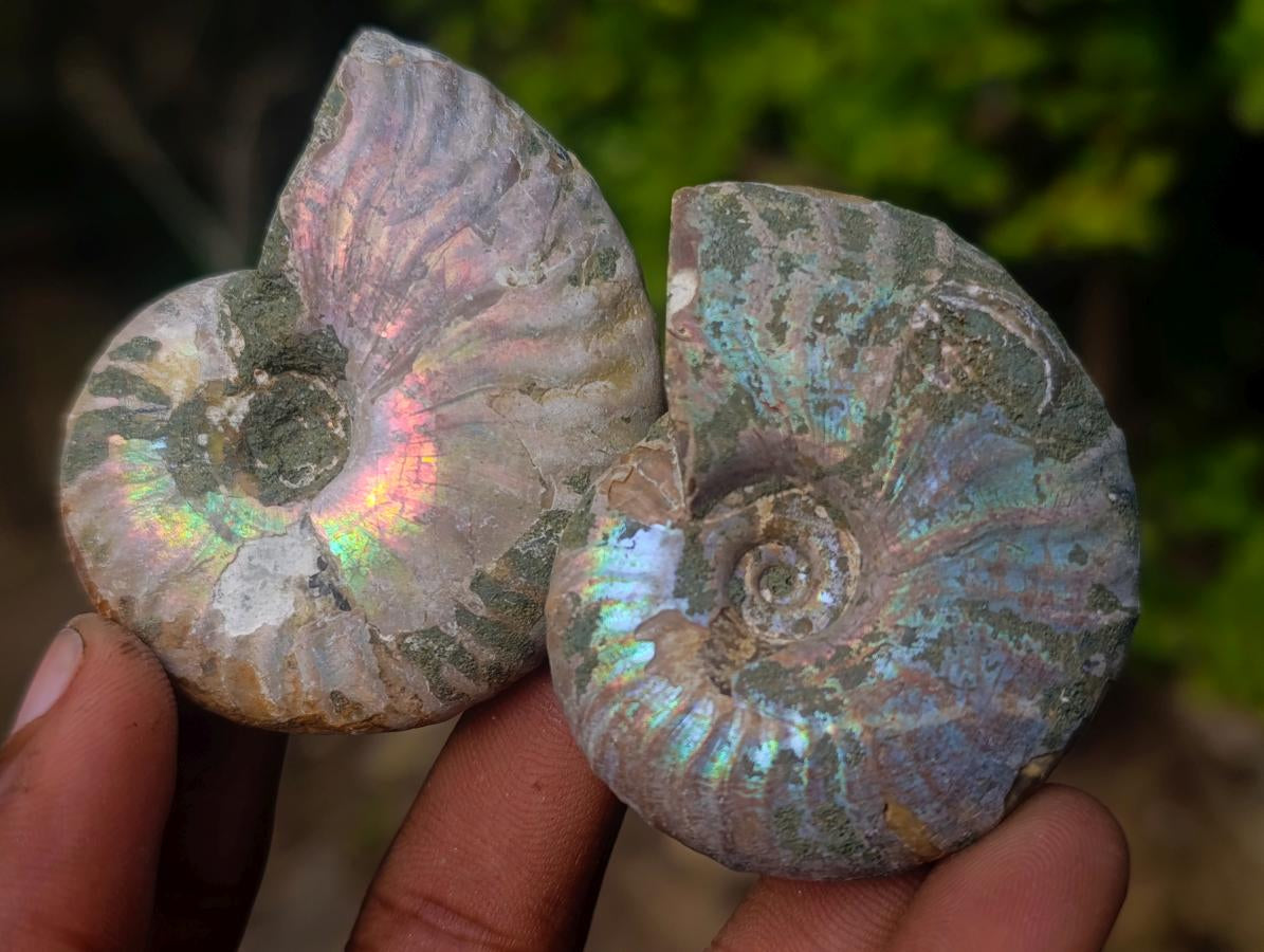 Natural Whole Cleoniceras Ammonite Fossils With Iridescent Ammolite Shells x 20 From Maintirano, Madagascar - Toprock Gemstones and Minerals 