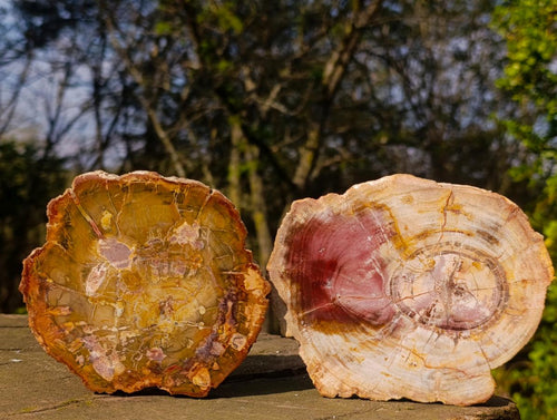 Polished Red Podocarpus Petrified Wood Slices x 6 From Marovoay, Madagascar - Toprock Gemstones and Minerals 