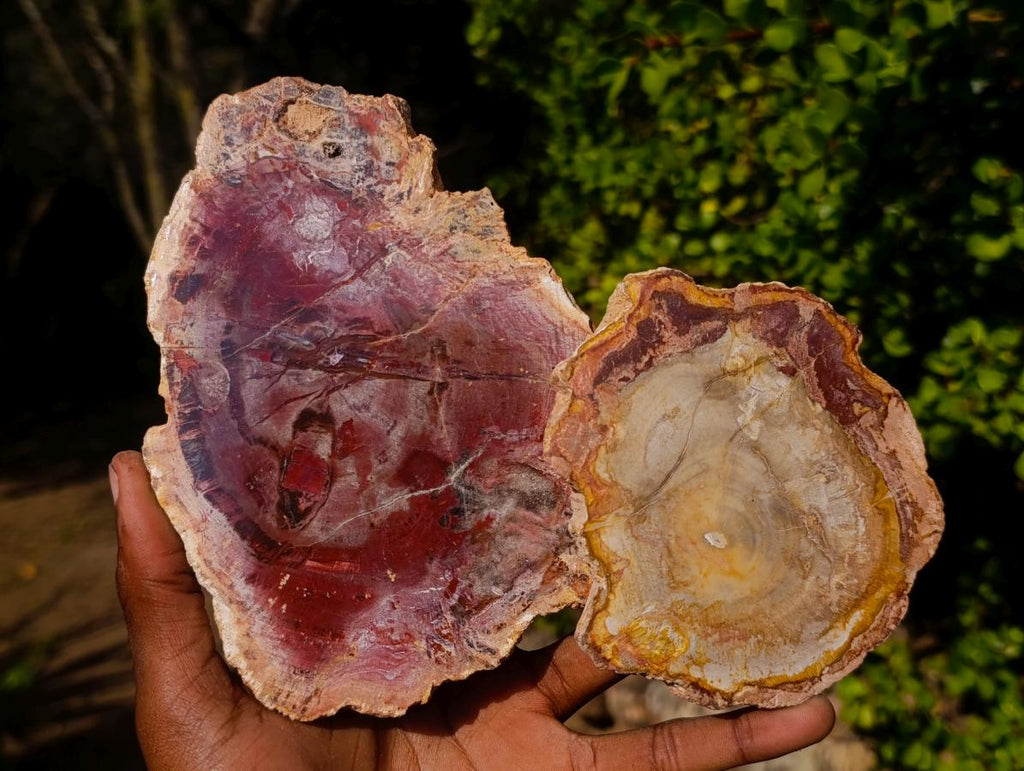 Polished Red Podocarpus Petrified Wood Slices x 6 From Marovoay, Madagascar - Toprock Gemstones and Minerals 