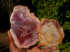 Polished Red Podocarpus Petrified Wood Slices x 6 From Marovoay, Madagascar - Toprock Gemstones and Minerals 