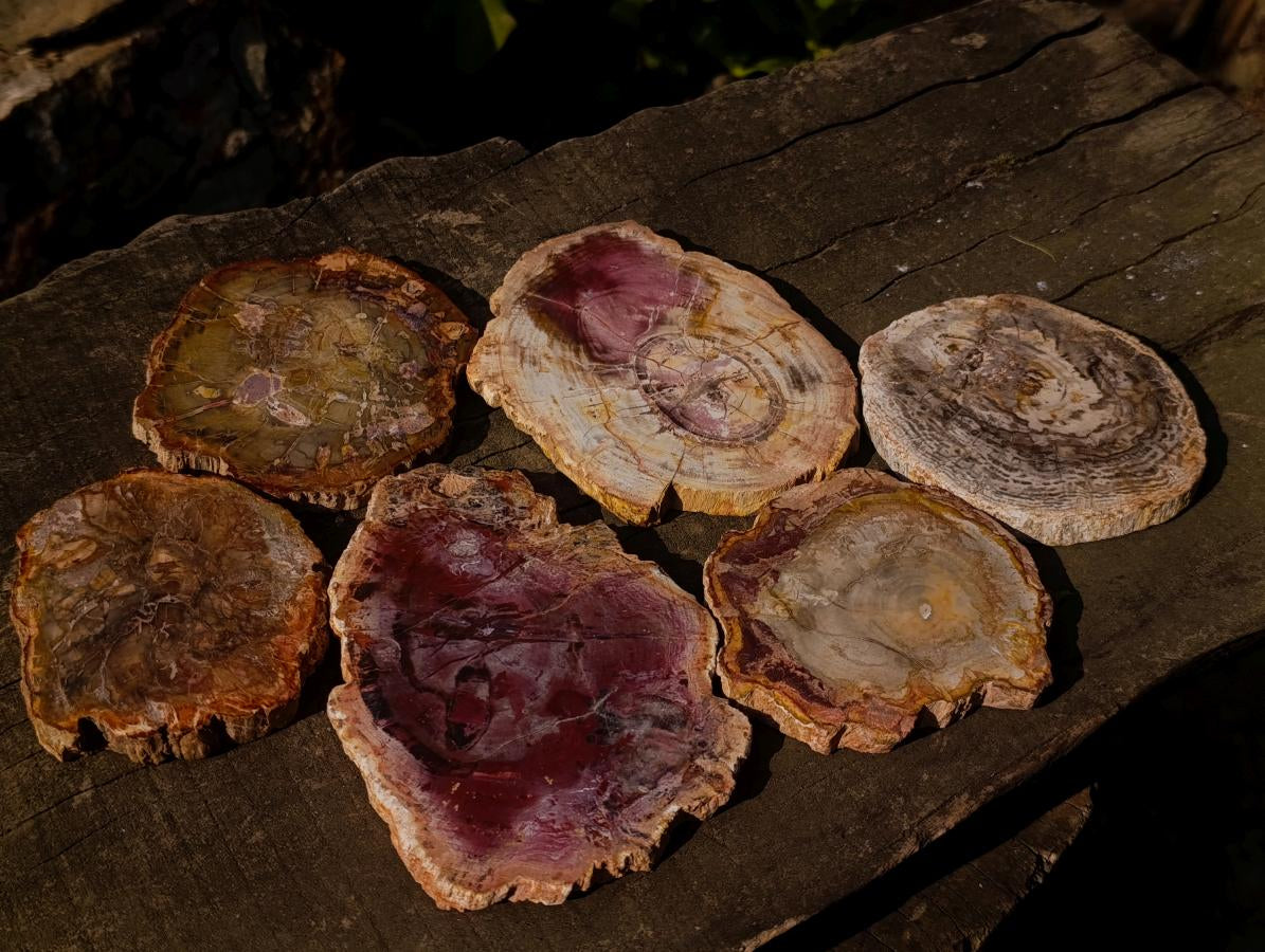 Polished Red Podocarpus Petrified Wood Slices x 6 From Marovoay, Madagascar - Toprock Gemstones and Minerals 