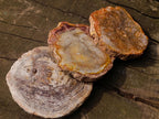 Polished Red Podocarpus Petrified Wood Slices x 6 From Marovoay, Madagascar - Toprock Gemstones and Minerals 