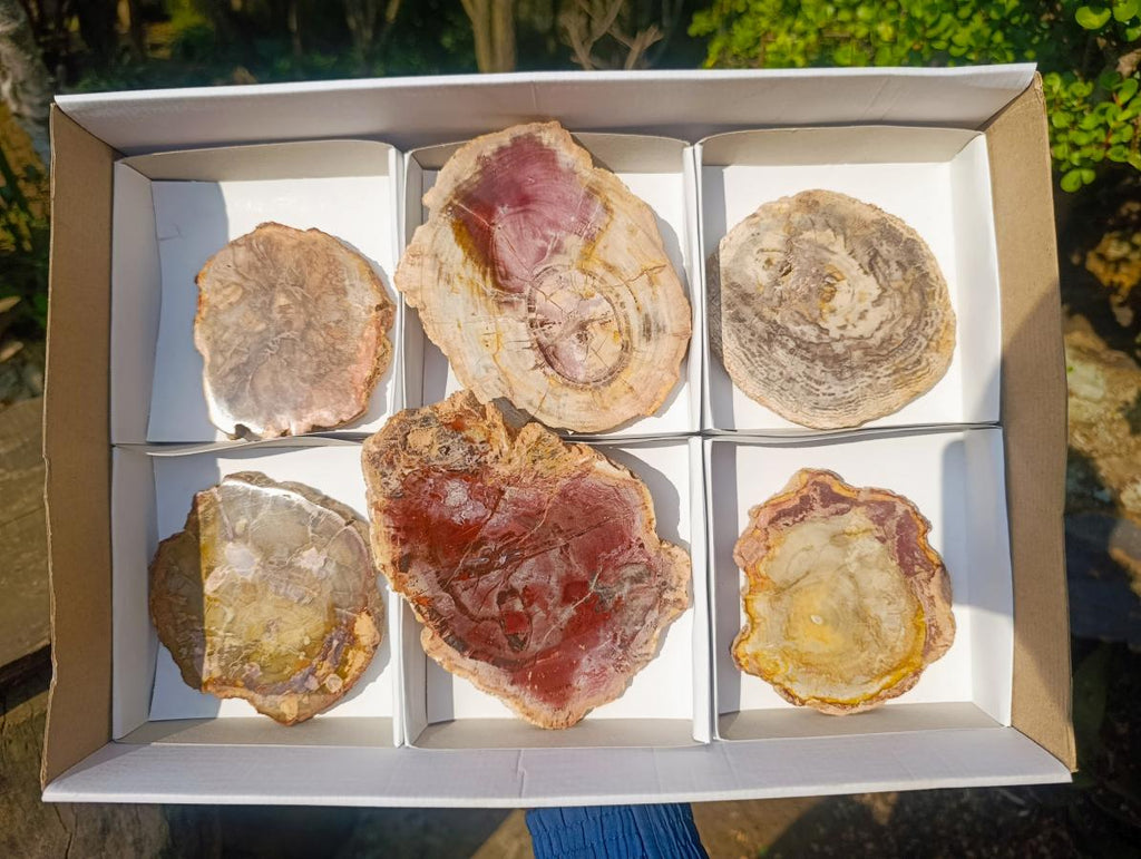Polished Red Podocarpus Petrified Wood Slices x 6 From Marovoay, Madagascar - Toprock Gemstones and Minerals 
