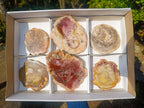 Polished Red Podocarpus Petrified Wood Slices x 6 From Marovoay, Madagascar - Toprock Gemstones and Minerals 