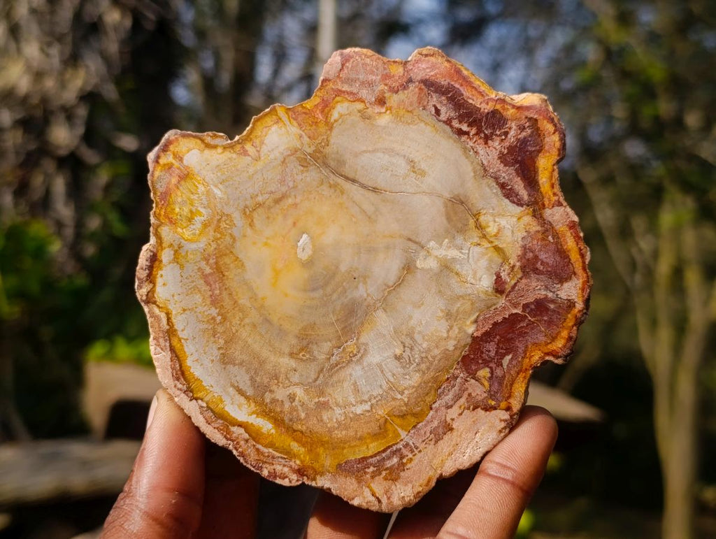 Polished Red Podocarpus Petrified Wood Slices x 6 From Marovoay, Madagascar - Toprock Gemstones and Minerals 