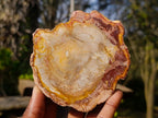 Polished Red Podocarpus Petrified Wood Slices x 6 From Marovoay, Madagascar - Toprock Gemstones and Minerals 