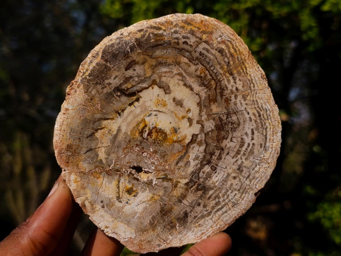 Polished Red Podocarpus Petrified Wood Slices x 6 From Marovoay, Madagascar - Toprock Gemstones and Minerals 