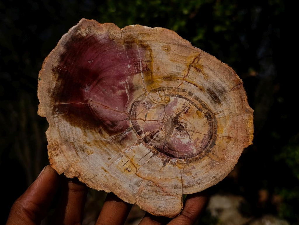 Polished Red Podocarpus Petrified Wood Slices x 6 From Marovoay, Madagascar - Toprock Gemstones and Minerals 