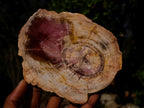 Polished Red Podocarpus Petrified Wood Slices x 6 From Marovoay, Madagascar - Toprock Gemstones and Minerals 