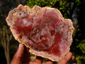 Polished Red Podocarpus Petrified Wood Slices x 6 From Marovoay, Madagascar - Toprock Gemstones and Minerals 