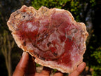Polished Red Podocarpus Petrified Wood Slices x 6 From Marovoay, Madagascar - Toprock Gemstones and Minerals 