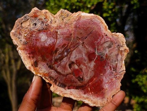 Polished Red Podocarpus Petrified Wood Slices x 6 From Marovoay, Madagascar - Toprock Gemstones and Minerals 
