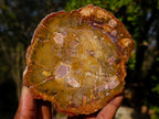 Polished Red Podocarpus Petrified Wood Slices x 6 From Marovoay, Madagascar - Toprock Gemstones and Minerals 
