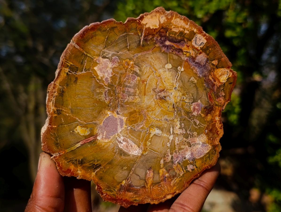 Polished Red Podocarpus Petrified Wood Slices x 6 From Marovoay, Madagascar - Toprock Gemstones and Minerals 