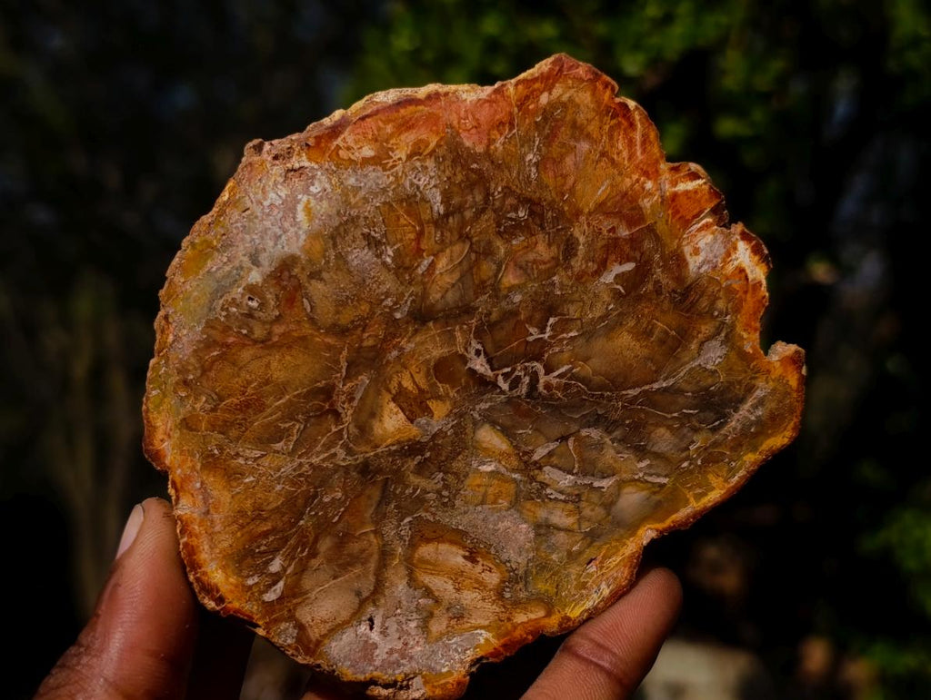 Polished Red Podocarpus Petrified Wood Slices x 6 From Marovoay, Madagascar - Toprock Gemstones and Minerals 
