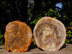 Polished Red Podocarpus Petrified Wood Slices x 6 From Marovoay, Madagascar - Toprock Gemstones and Minerals 