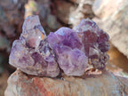 Natural Small Rare Amethyst Asylum Quartz Clusters x 35 From Luena, Congo - Toprock Gemstones and Minerals 