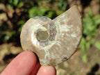 Polished Cleoniceras Ammonite Fossil Pairs x 12 From Tulear, Madagascar - Toprock Gemstones and Minerals 