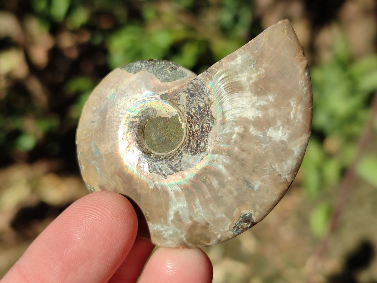 Polished Cleoniceras Ammonite Fossil Pairs x 12 From Tulear, Madagascar - Toprock Gemstones and Minerals 